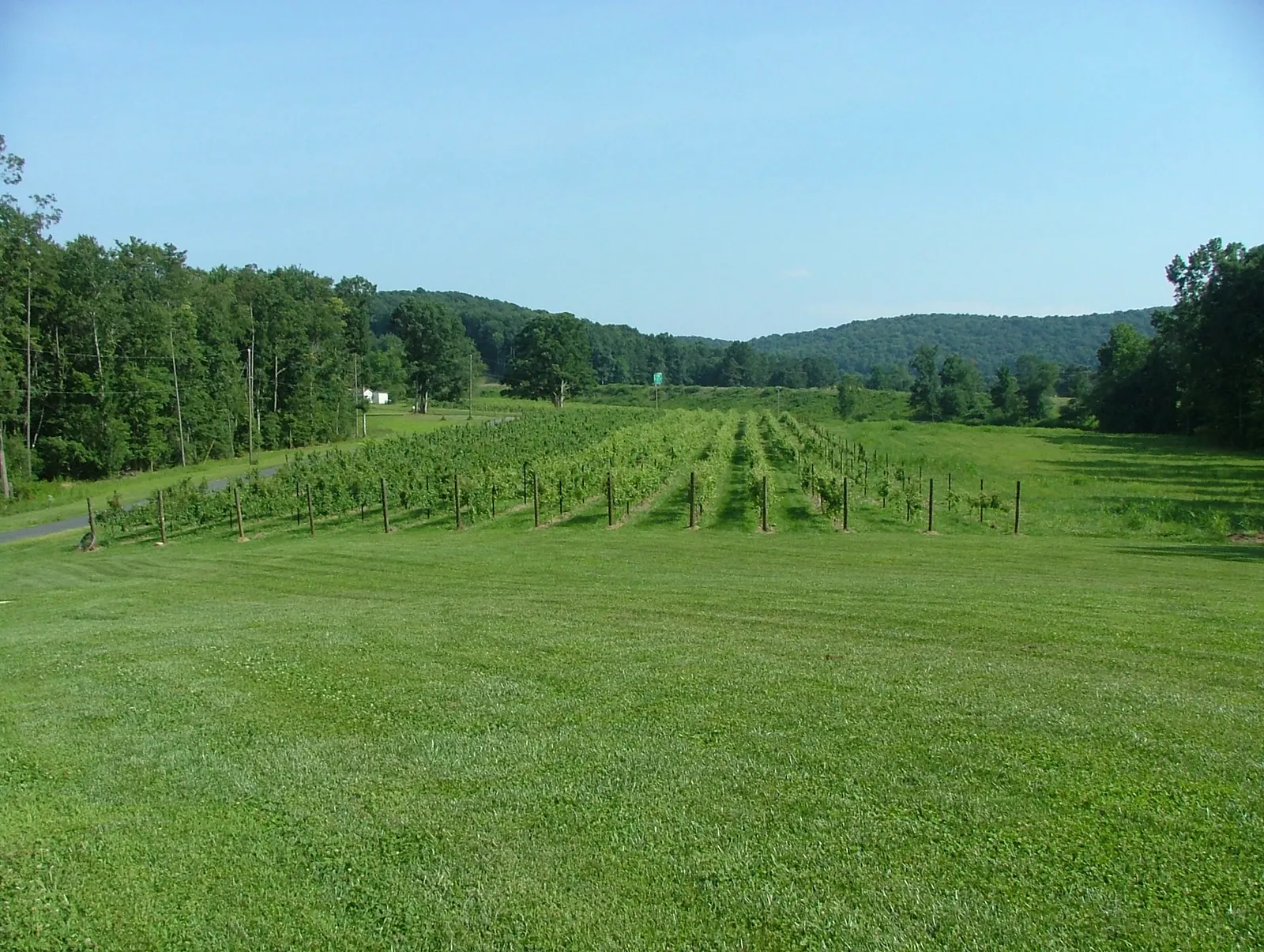 Rows of grapevines at a North Carolina vineyard