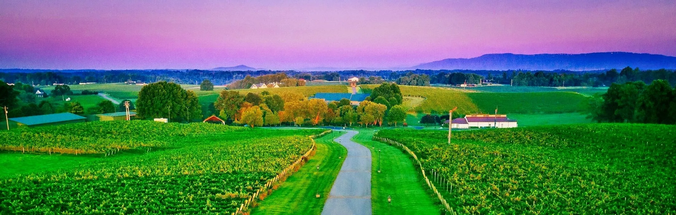 A road winds through Yadkin Valley vineyards at dusk, with the Blue Ridge foothills on the horizon